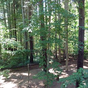 Mexican Gray Wolf Exhibit
