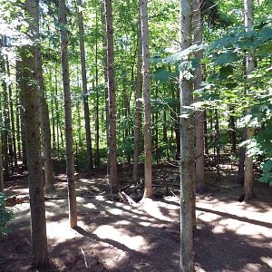 Mexican Gray Wolf Exhibit