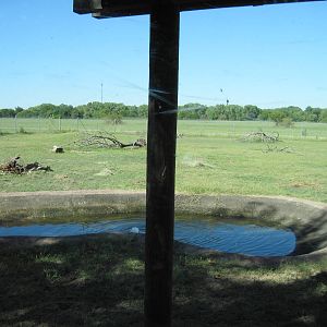 North America-Elk Exhibit