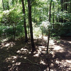Mexican Gray Wolf Exhibit