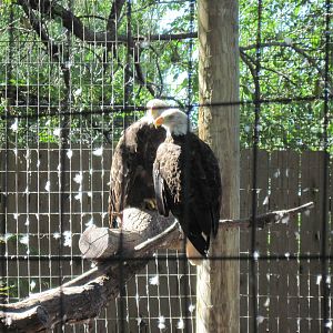 North America-Bald Eagles