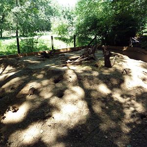 Prairie Dog Exhibit