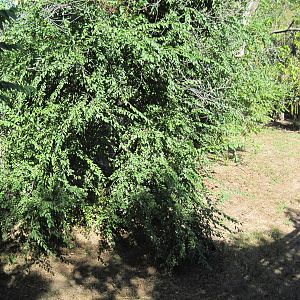 North America-Mexican Gray Wolf Exhibit