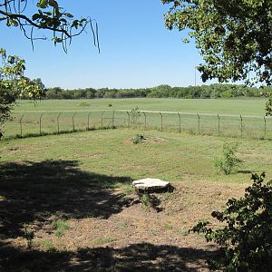 North America-Mexican Gray Wolf Exhibit