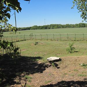 North America-Mexican Gray Wolf Exhibit