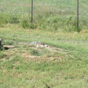 North America-Mexican Gray Wolf