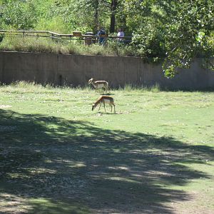 North America-Pronghorns