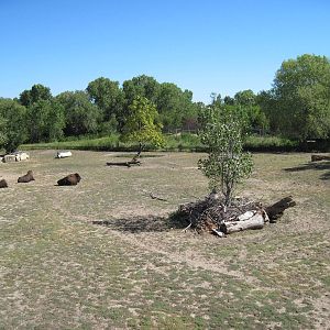 North America-Bison Exhibit
