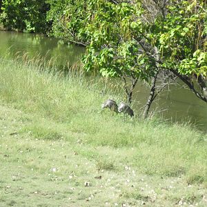 North America-Sandhill Cranes