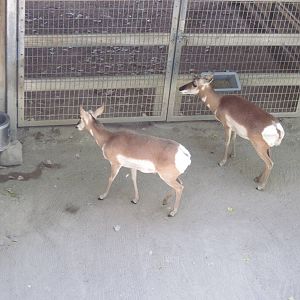 North America-Pronghorns