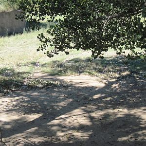 North America-Pronghorn/Sandhill Crane Exhibit