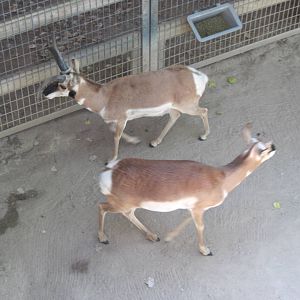 North America-Pronghorns