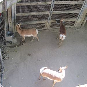 North America-Pronghorns