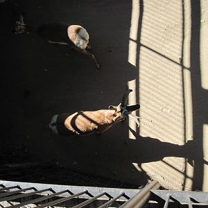 North America-Pronghorns