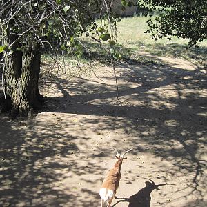 North America-Pronghorn