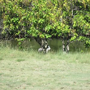 North America-Sandhill Cranes