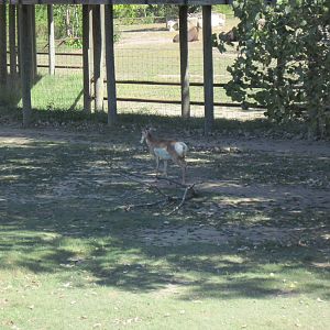 North America-Pronghorn