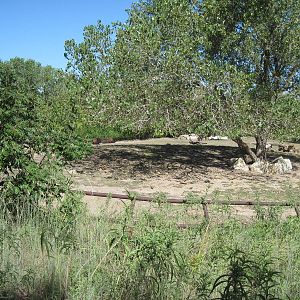North America-Bison Exhibit