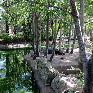 Asian Forest-Malayan Tapir