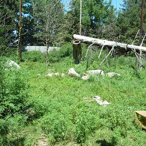 Snow Leopard Exhibit