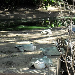 Asian Forest-Bar-headed Geese