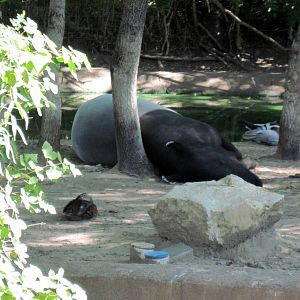 Asian Forest-Malayan Tapir