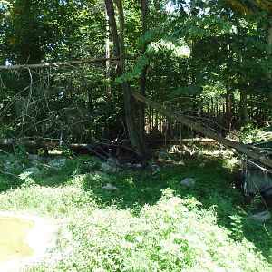 Snow Leopard Exhibit