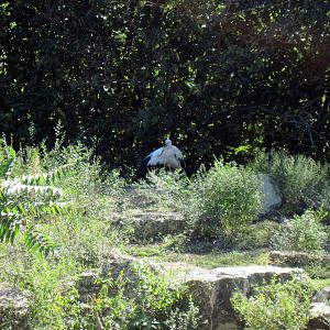 Asian Forest-European White Stork