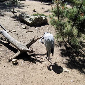 Asian Forest-Demoiselle Crane