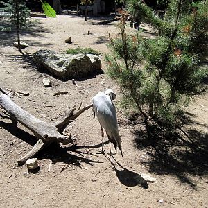 Asian Forest-Demoiselle Crane