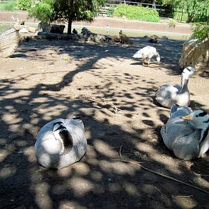 Asian Forest-Bar-headed Geese
