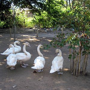 Asian Forest-Mute Swans