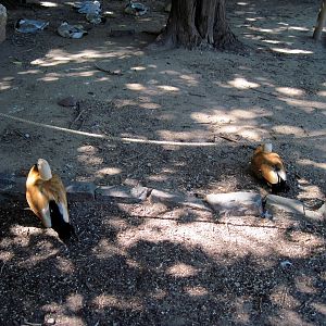 Asian Forest-Ruddy Shelducks