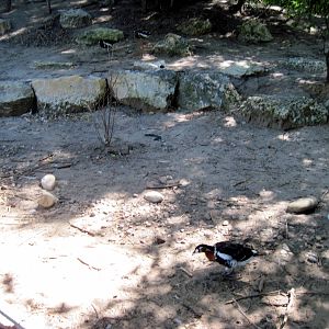 Asian Forest-Red-breasted Goose