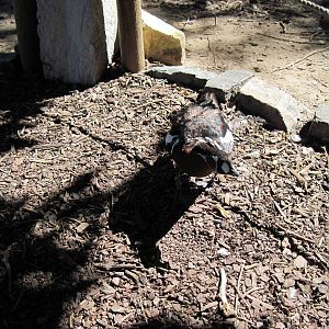 Asian Forest-Red-breasted Goose