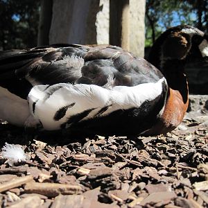 Asian Forest-Red-breasted Goose
