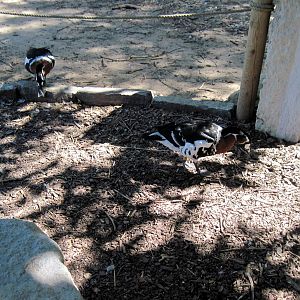 Asian Forest-Red-breasted Geese