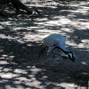 Asian Forest-Demoiselle Crane