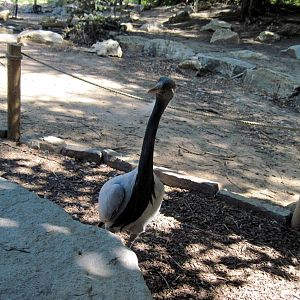 Asian Forest-Demoiselle Crane