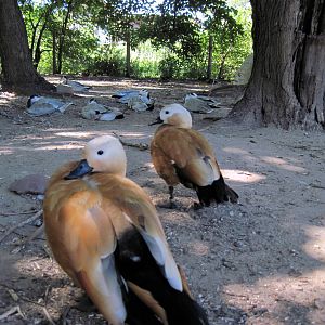 Asian Forest-Ruddy Shelducks