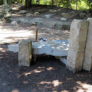 Asian Forest-Demoiselle Crane