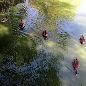 Asian Forest-Red-crested Pochard