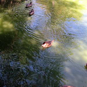 Asian Forest-Red-crested Pochard