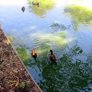 Asian Forest-Red-crested Pochard