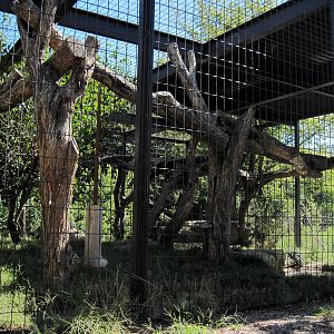 Amur Leopard Exhibit