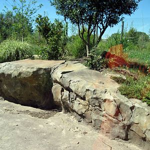 Tiger Trek-Tiger Exhibit