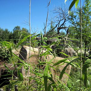 Tiger Trek-Red Panda Exhibit