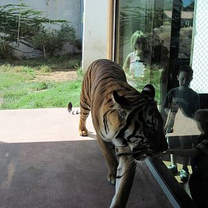 Tiger Trek-Tiger