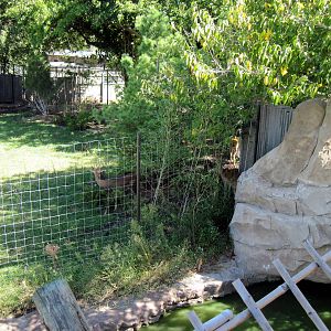 Tiger Trek-Eld's Deer