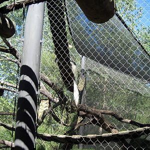 Gorilla Forest-Colobus Monkeys
